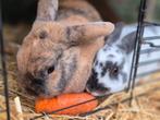 Leuke konijnen met hok, uit opvang, Dieren en Toebehoren, Konijnen, Meerdere dieren, 3 tot 5 jaar