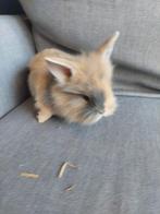 Konijntjes vanaf 29 september mogen ze weg, Dieren en Toebehoren, Konijnen, Meerdere dieren, Groot