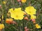 Oenothera Stricta Ledebour (teunisbloem) geel vaste plant, Volle zon, Vaste plant, Zomer, Ophalen