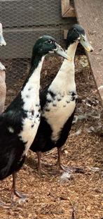 2 Indische loopeenden, Mannelijk, Eend