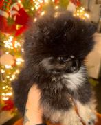 Pomeriaan/dwergkees pups/merle/nederlands nest bearface, Dieren en Toebehoren, Keeshond, Teef, Eén hond, Nederland