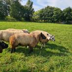 Blauwe texelaar rammen, Dieren en Toebehoren, Schapen, Geiten en Varkens, Mannelijk, Schaap, 0 tot 2 jaar