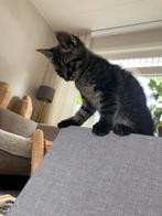 Lieve kittens gratis, Kortharig