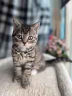 Britse korthaar kitten/10 week, Poes, Met stamboom, 0 tot 2 jaar