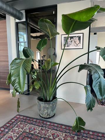 Planten in pot  beschikbaar voor biedingen