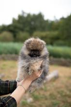 Pomeranian ❤️🐶❤️, België, Particulier, Keeshond, CDV (hondenziekte)