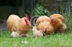 Cochin krie, Wyandotte kriel Brahma groot hennen 8-12wkn oud, Dieren en Toebehoren, Pluimvee, Vrouwelijk, Kip