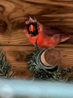 Rode kardinalen, Dieren en Toebehoren, Vogels | Overige Vogels, Meerdere dieren
