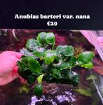 Anubias barteri var. nana, Ophalen of Verzenden, Nieuw, Plant(en), Steen of Hout