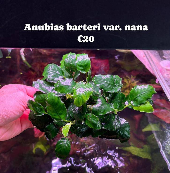 Anubias barteri var. nana, Dieren en Toebehoren, Vissen | Aquaria en Toebehoren, Nieuw, Plant(en), Steen of Hout, Ophalen of Verzenden
