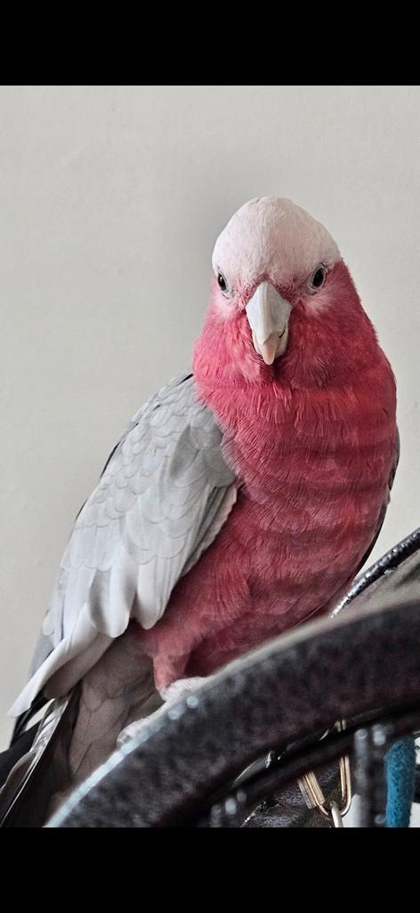 VERMIST rosé kaketoe, Dieren en Toebehoren, Vermiste en Gevonden Dieren