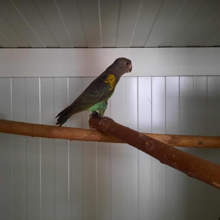 1-1 Meyer-papegaaien en ...., Dieren en Toebehoren, Vogels | Parkieten en Papegaaien, Papegaai, Meerdere dieren, Geringd