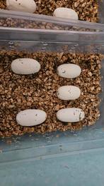 Reptielen eieren gezocht, Dieren en Toebehoren, Reptielen en Amfibieën, Slang, 0 tot 2 jaar