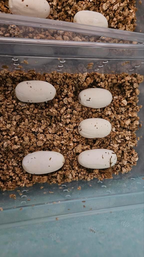 Reptielen eieren gezocht, Dieren en Toebehoren, Reptielen en Amfibieën, Slang, 0 tot 2 jaar