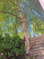 Gratis berk, Tuin en Terras, Planten | Bomen, Ophalen, Halfschaduw, Overige soorten
