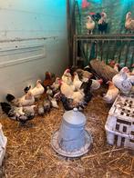 Kippen en hanen, Dieren en Toebehoren, Pluimvee, Meerdere dieren, Kip