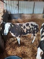 Bonte dekram uit februari 2024, Dieren en Toebehoren, Schapen, Geiten en Varkens, Mannelijk, Schaap