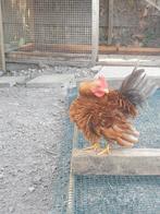 Chabo krielhaantje, Dieren en Toebehoren, Pluimvee, Mannelijk, Kip