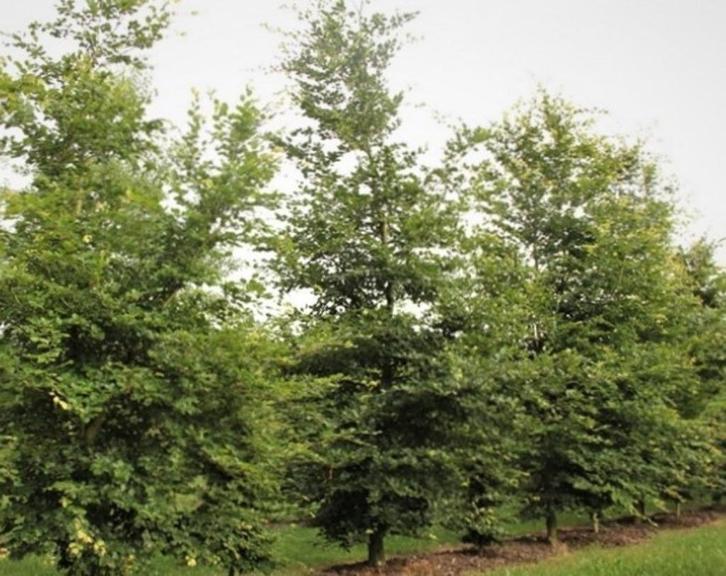 Hele mooie groene beuken bomen Fagus Sylvatica, Tuin en Terras, Planten | Bomen, Overige soorten, 250 tot 400 cm, Volle zon, Bloeit niet