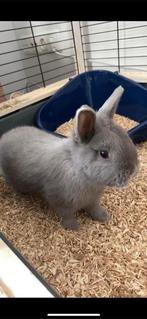 konijn 3 jaar, Dieren en Toebehoren