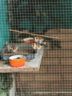 Koppel majoor putters, Dieren en Toebehoren, Vogels | Overige Vogels, Meerdere dieren, Wildzangvogel