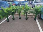 Planten, Tuin en Terras, Planten | Tuinplanten, Overige soorten, Volle zon, Vaste plant, Ophalen of Verzenden