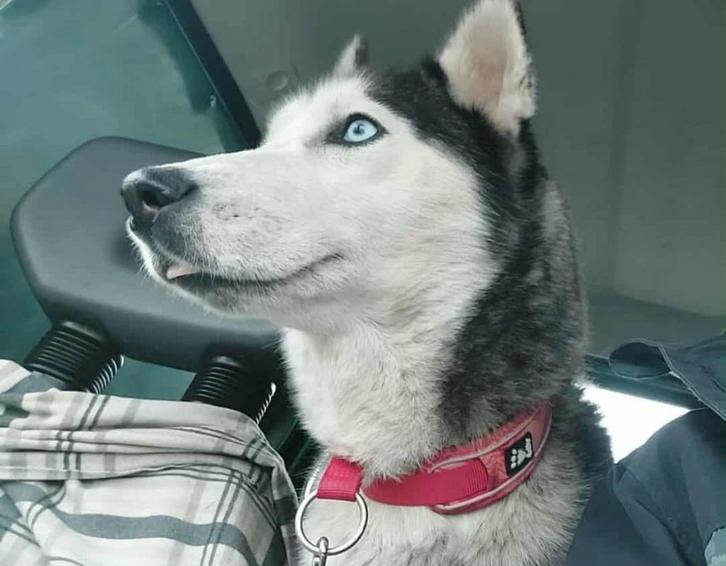 Prachtige Kim wilt graag wandelen en een liefdevolle familie, Dieren en Toebehoren, Honden | Niet-rashonden, Middel, Teef, Particulier