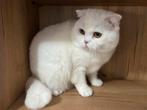Brits / Britse korthaar kater, Dieren en Toebehoren, Katten en Kittens | Raskatten | Korthaar, Ontwormd, 0 tot 2 jaar, Kater