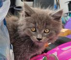 ♡  3 knappe ragdoll kittens  ♡ mogen gelijk mee!!!, Meerdere dieren