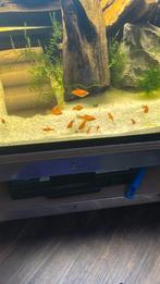 Platy, Dieren en Toebehoren, Vis, Zoetwatervis