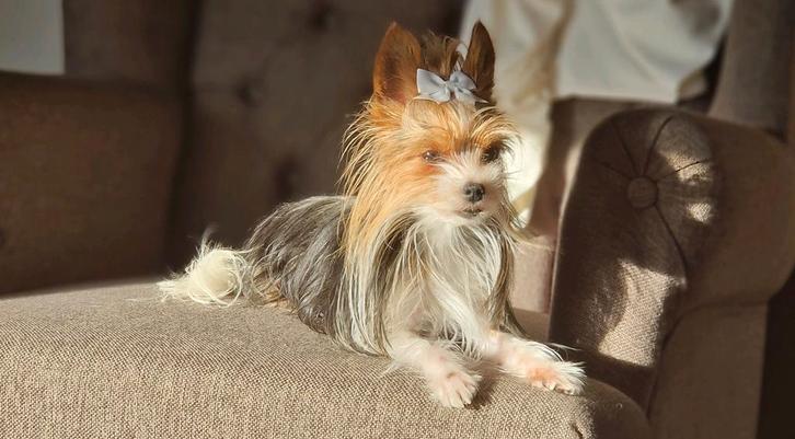 Mini yorkshire terrier bieuwer dekreu, Dieren en Toebehoren, Honden | Dekreuen, Reu, Particulier, Eén hond, Nederland, 3 tot 5 jaar