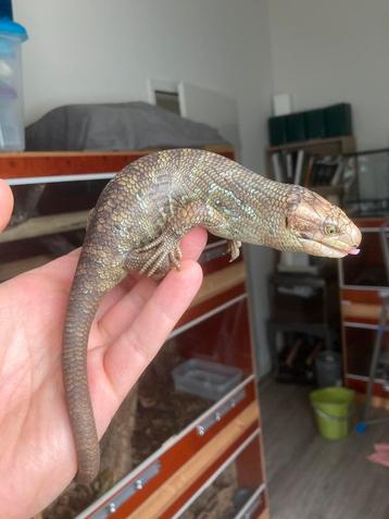 Corucia zebrata monkey tailed skink beschikbaar voor biedingen