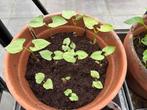 Stokboon Blue Lake Biologisch  plantjes, Volle zon, Groenteplanten, Eenjarig, Ophalen of Verzenden