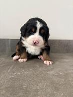 Twee Berner sennen pups (teefjes), Dieren en Toebehoren, 8 tot 15 weken, Teef, Groot, Meerdere