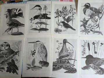 28 zwart/wit natuurplaten op stevig papier  beschikbaar voor biedingen