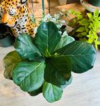 Ficus lyrata, Huis en Inrichting, Ophalen of Verzenden, Ficus, Halfschaduw, Minder dan 100 cm