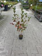 Aronia, appelbes, Ophalen, Beukenhaag