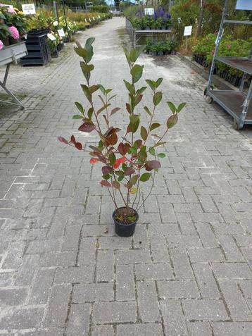 Aronia, appelbes beschikbaar voor biedingen