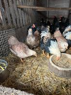 Wyandotte kriel, Dieren en Toebehoren, Pluimvee, Vrouwelijk, Kip