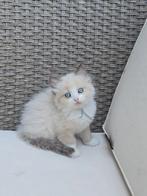 Lieve vrolijke ragdoll kittens, Dieren en Toebehoren, Katten en Kittens | Raskatten | Langhaar, Meerdere dieren, Gechipt