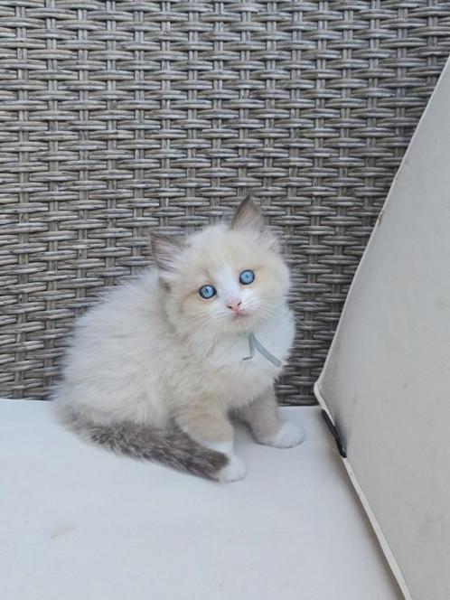 Lieve vrolijke ragdoll kittens, Dieren en Toebehoren, Katten en Kittens | Raskatten | Langhaar, Meerdere dieren, Gechipt