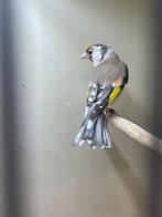 Te koop mooie marjoor putter pop, Vrouwelijk, Wildzangvogel
