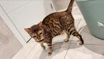 Bengal kat te koop niet gesteriliseerd, Dieren en Toebehoren, Katten en Kittens | Raskatten | Korthaar, Poes