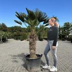 Trachycarpus wagnerianus palmbomen met 80/100cm stamhoogte!, In pot, Halfschaduw, Ophalen of Verzenden, 100 tot 250 cm