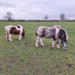 Verzorgpony's, Ophalen of Verzenden