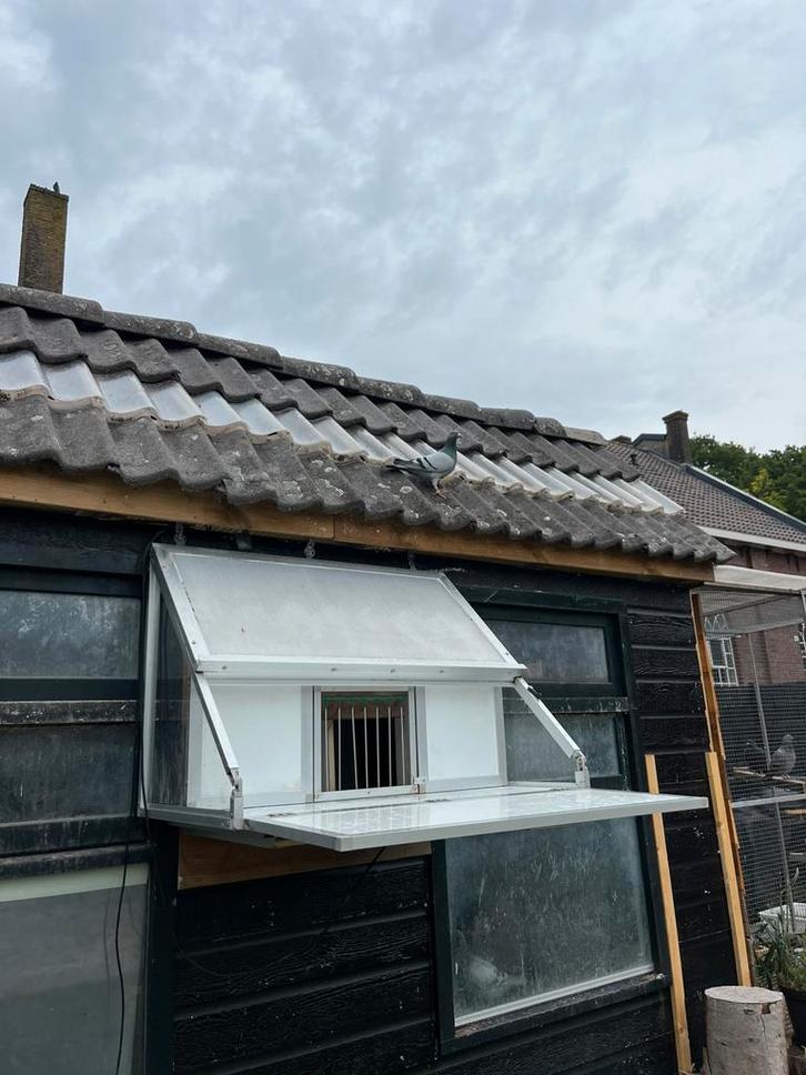 Gezocht! Valklep voor duiven zoals deze!, Doe-het-zelf en Verbouw, Dakpannen en Dakbedekking, Zo goed als nieuw, Dakpannen, Steen of Klei