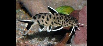 Synodontis lucipinnis kweekgroep Tanganyika Jumbo XXL vissen beschikbaar voor biedingen