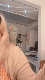 Alexsanderparkiet tam, Dieren en Toebehoren, Vogels | Parkieten en Papegaaien, Mannelijk, Parkiet, Tam