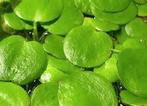 Drijfplanten Salvinia Minima, Ophalen of Verzenden, Nieuw, Plant(en), Steen of Hout