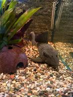 L190 Panaque nigrolineatus, Dieren en Toebehoren, Vissen | Aquariumvissen, Vis